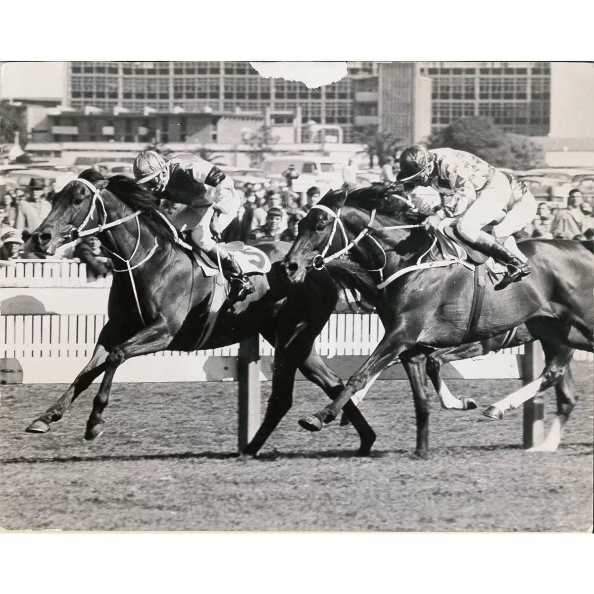Prince Grant (NZ)
