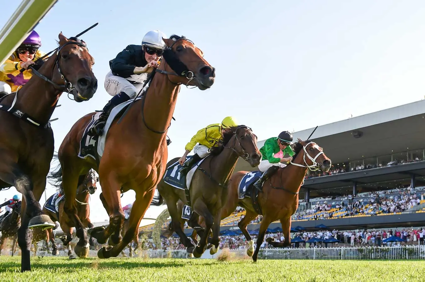 A three-quarter ground shot of racehorses at full flight, with crowds in the background