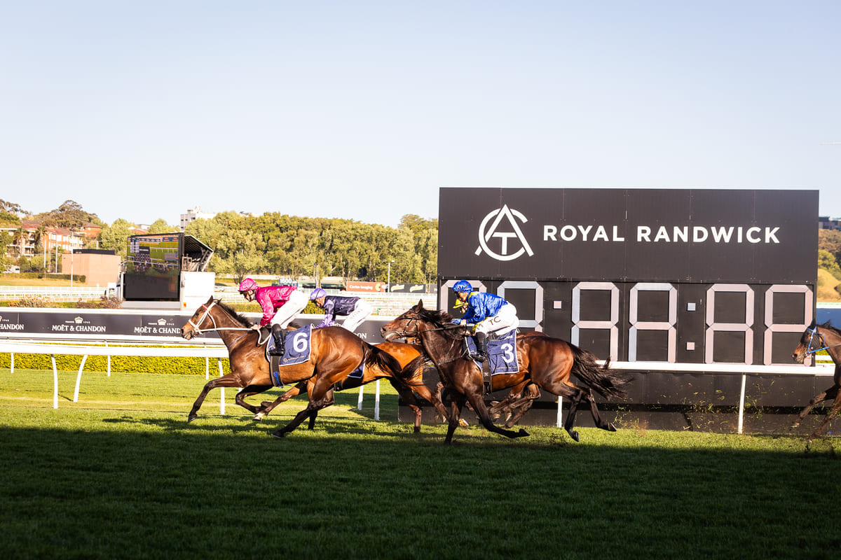 A field of horses race on Sydney Surf To Turf Day at Royal Randwick.