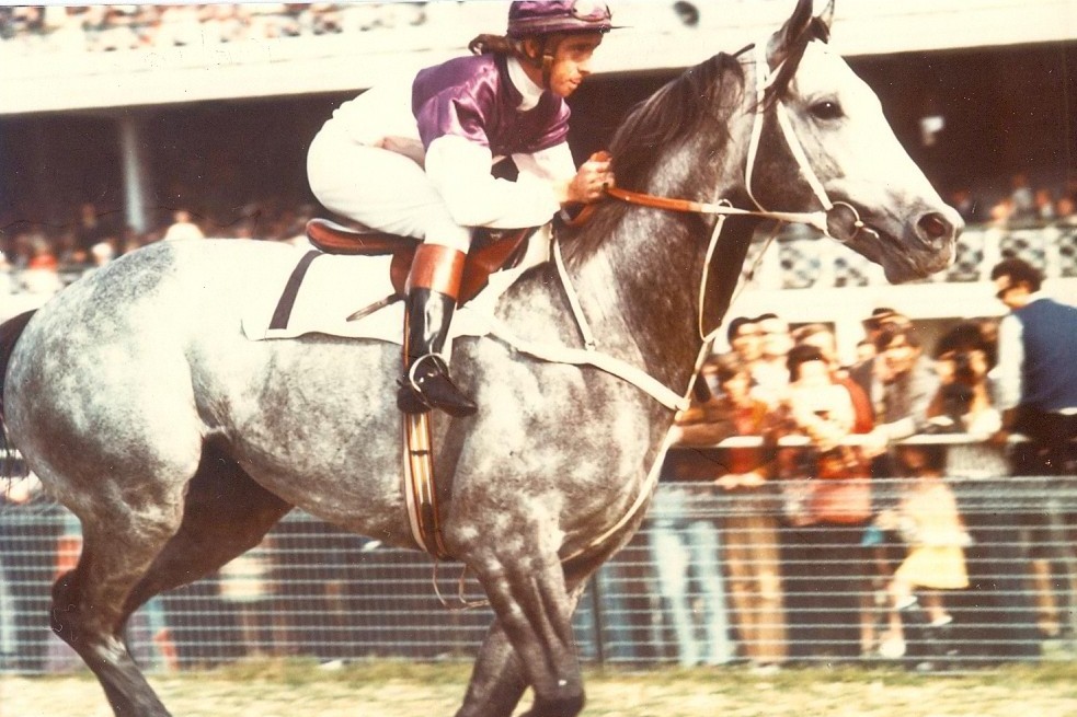 The racehorse Gunsynd, known as the 'Goondiwindi Grey'
