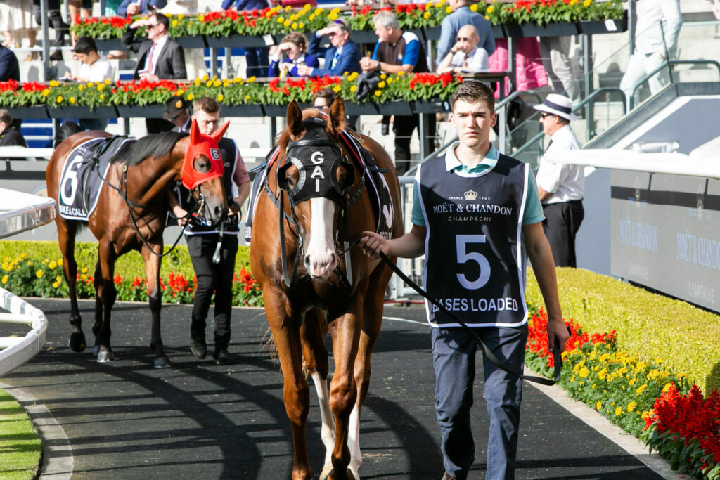 Strappers are shown leading horses around the mounting yard at Royal Randwick.