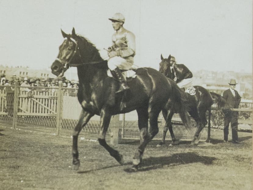 The racehorse Amounis is shown returning to scale.