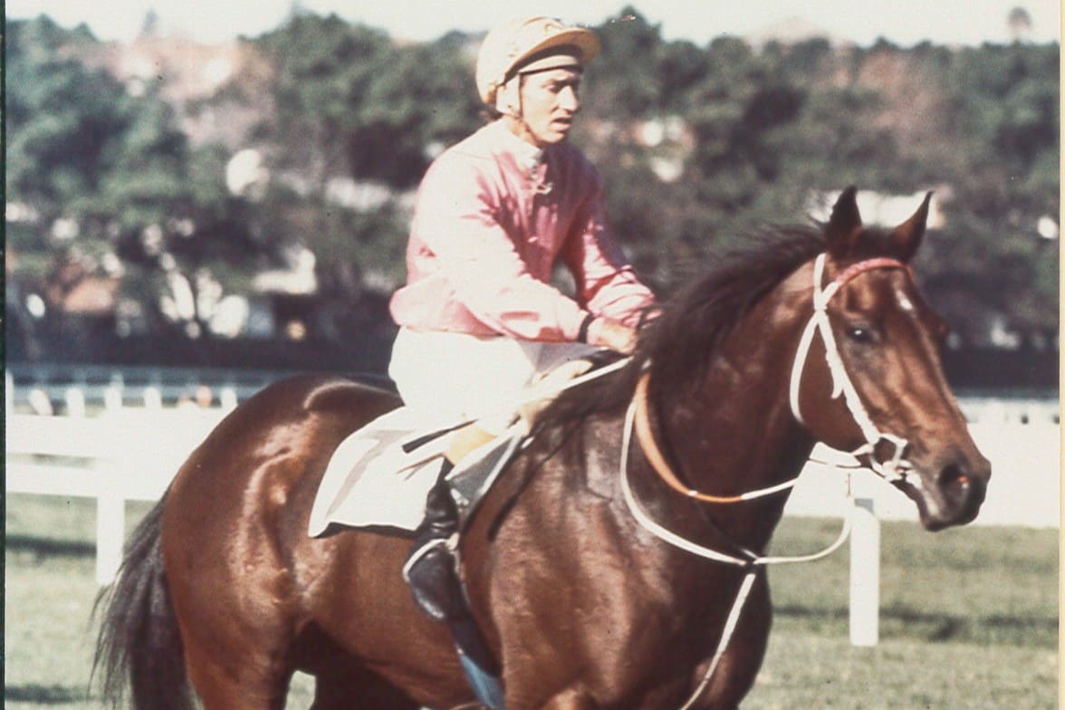 1973 Golden Slipper winner Tontonan at Rosehill Gardens.