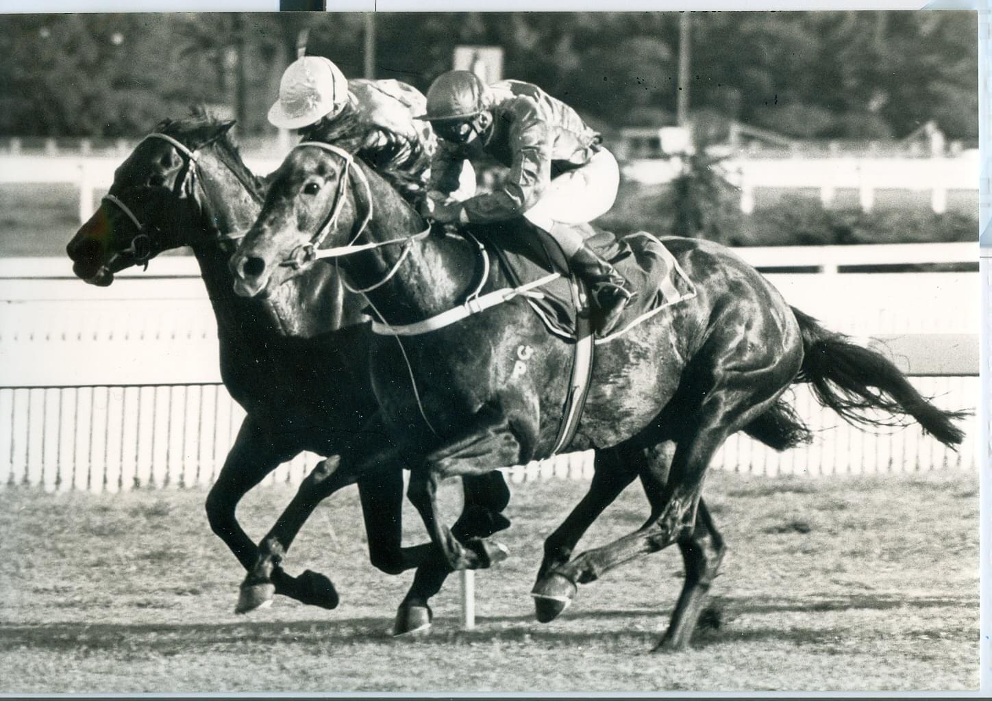 1986 Golden Slipper winner Bounding Away.